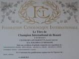 Internationale champion