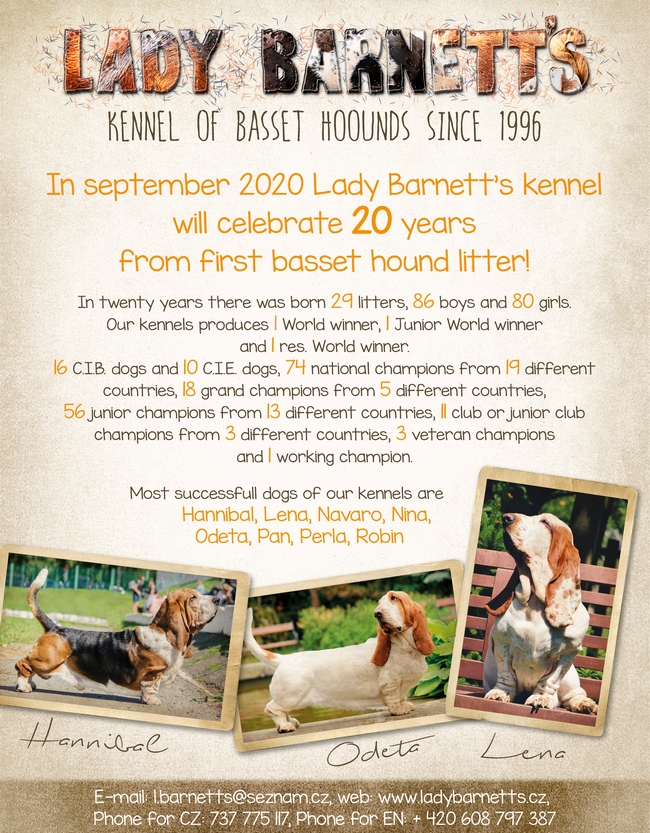 20 let od prvnho vrhu basset hound/20 years from first basset hound litter