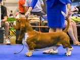 World dog show Geneve