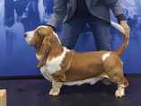 European dog show Celje