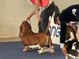 European dog show Celje