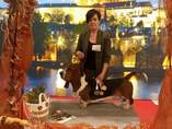 40. TrioCACIB Prague Expo Dog