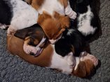 Basset hound puppies!