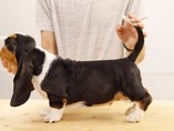 Arthur z Jest��bsk�ho kopce