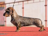 Miss Dobr�ch Nad�j� Vitoraz