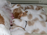 tata / Puppies